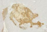 Two Miocene Pea Crab (Pinnixa) Fossils - California #141599-1